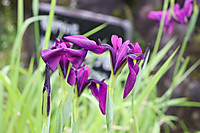 Img_0536 Img_0536