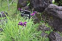 Img_0537 Img_0537