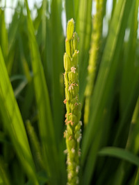 Pxl_20260908_084317264macro_focus