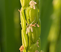 Pxl_20260908_084317264macro_focus2